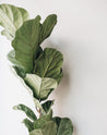 Vela Aromática Fig Leaf 200g - BRANCA